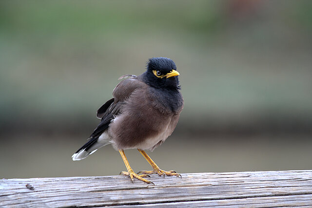 Latin: Acridotheres tristis / EN: Common Myna / PL: Majna brunatna