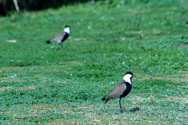 Latin: Vanellus spinosus / EN: Spur-winged Lapwing / PL: Czajka szponiasta