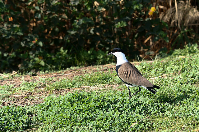 Latin: Vanellus spinosus / EN: Spur-winged Lapwing / PL: Czajka szponiasta