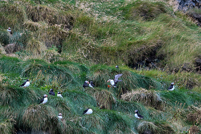Latin: Fratercula arctica / EN: Atlantic Puffin / PL: Maskonur zwyczajny