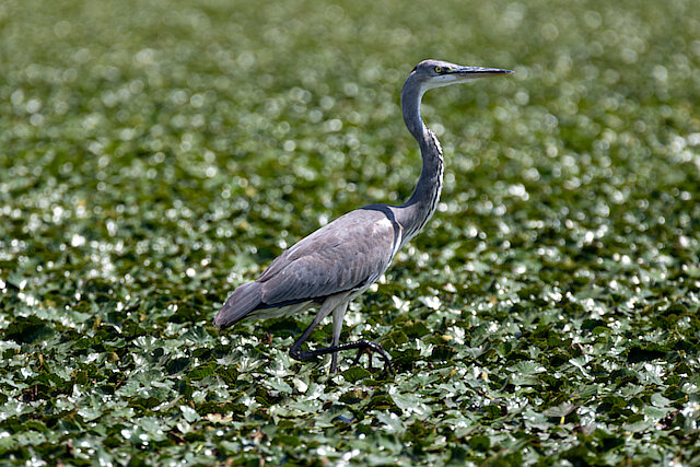 Latin: Ardea cinerea / EN: Grey Heron / PL: Czapla siwa