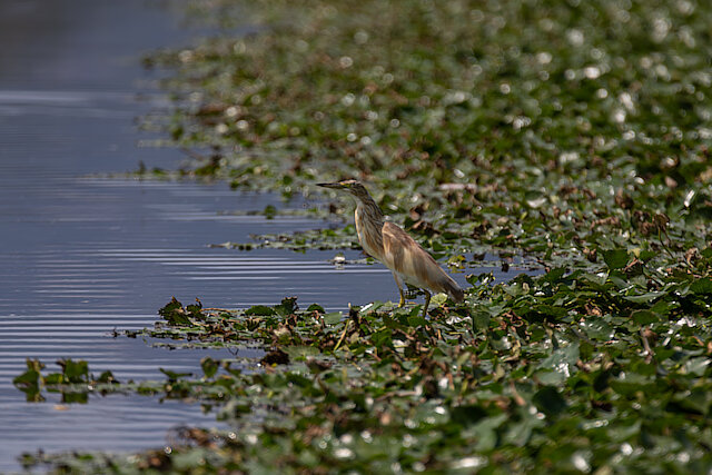 Latin: Ardeola ralloides / EN: Squacco Heron / PL: Czapla modronosa