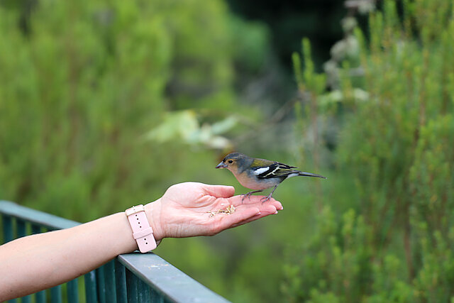 Latin: Fringilla coelebs / EN: Common Chaffinch / PL: Zięba