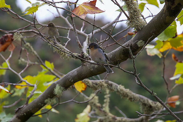 Latin: Fringilla coelebs / EN: Common Chaffinch / PL: Zięba