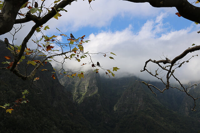 Latin: Fringilla coelebs / EN: Common Chaffinch / PL: Zięba