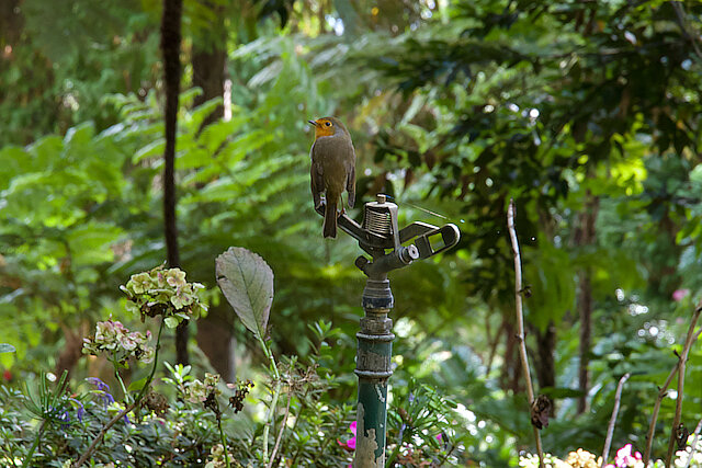 Latin: Erithacus rubecula / EN: European Robin / PL: Rudzik zwyczajny