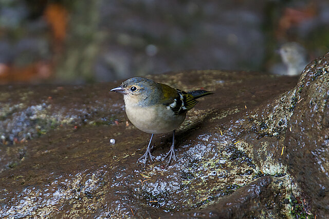 Latin: Fringilla coelebs / EN: Common Chaffinch / PL: Zięba