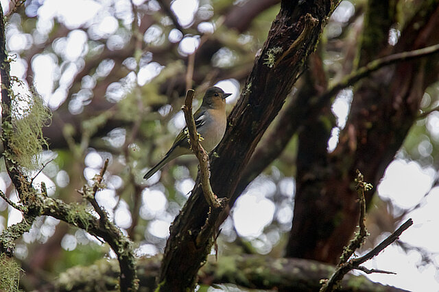 Latin: Fringilla coelebs / EN: Common Chaffinch / PL: Zięba