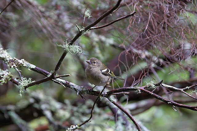 Latin: Fringilla coelebs / EN: Common Chaffinch / PL: Zięba