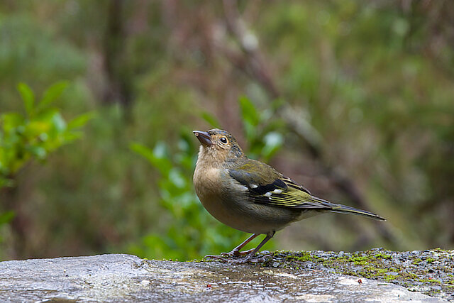 Latin: Fringilla coelebs / EN: Common Chaffinch / PL: Zięba