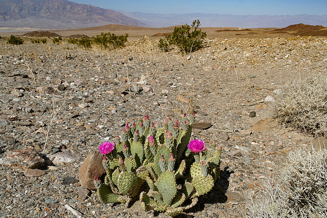 Blooming desert