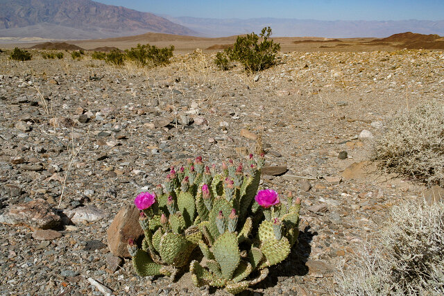 Blooming desert