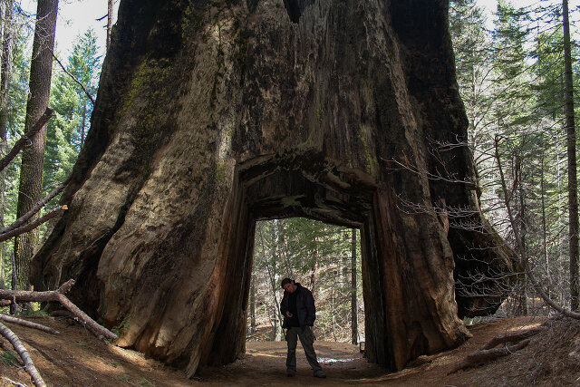 Dead Sequoia