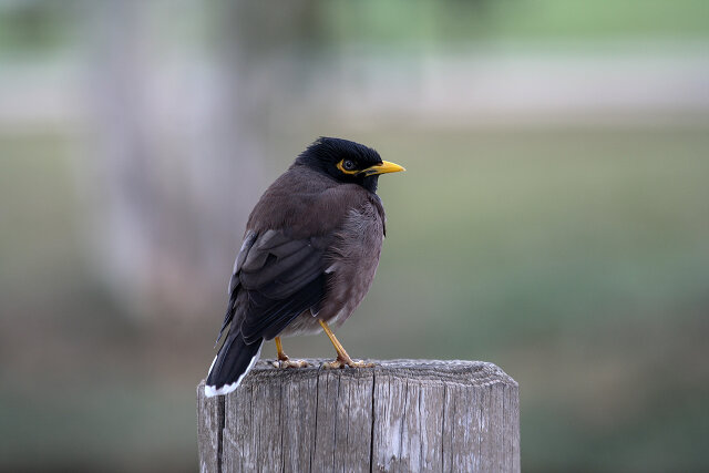 Latin: Acridotheres tristis / EN: Common Myna / PL: Majna brunatna
