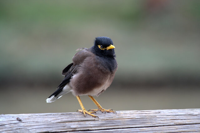 Latin: Acridotheres tristis / EN: Common Myna / PL: Majna brunatna