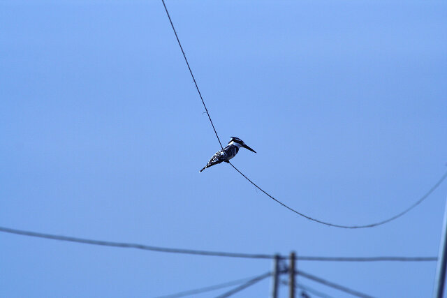 Latin: Ceryle rudis / EN: Pied Kingfisher / PL: Zimorodek srokaty