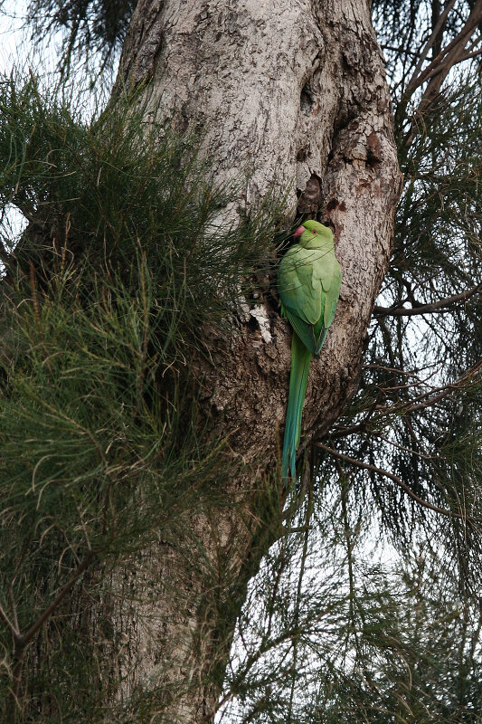 Latin: Psittacula krameri / EN: Rose-ringed Parakeet / PL: Aleksandretta obrożna