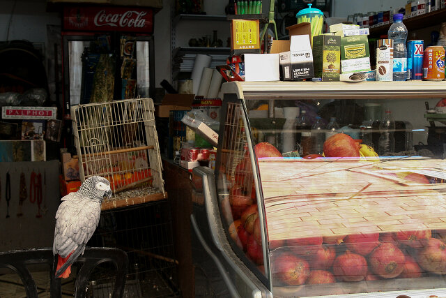 Latin: Psittacus erithacus / EN: African Grey Parrot / PL: Żako większa
