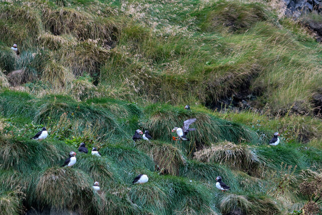 Latin: Fratercula arctica / EN: Atlantic Puffin / PL: Maskonur Zwyczajny