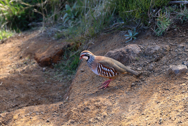 Latin: Alectoris rufa / EN: Red-legged Partridge / PL: Kuropatwa czerwononoga