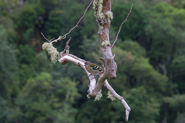 Latin: Fringilla coelebs / EN: Common Chaffinch / PL: Zięba