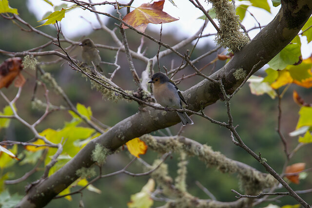 Latin: Fringilla coelebs / EN: Common Chaffinch / PL: Zięba