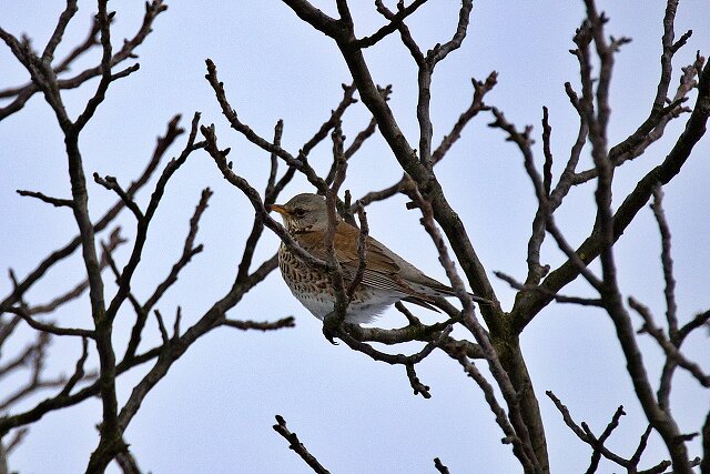 Latin: Turdus pilaris / EN: Fieldfare / PL: Kwiczoł