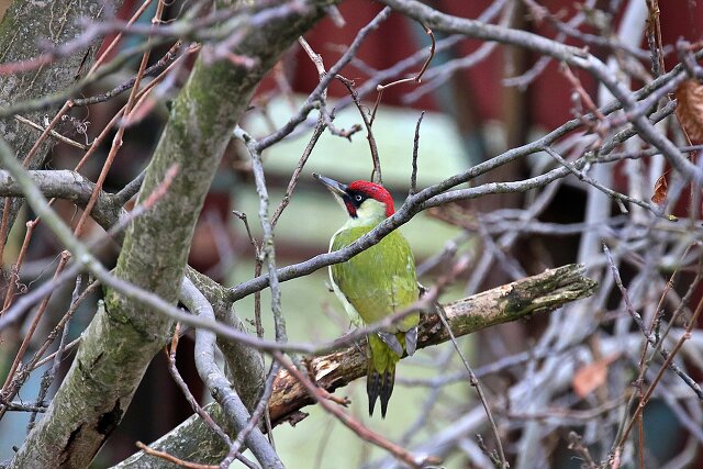 Latin: Picus viridis / EN: European Green Woodpecker / PL: Dzięcioł zielony