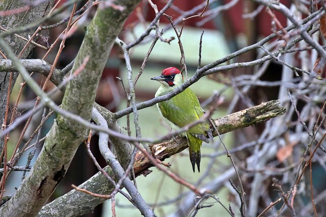Latin: Picus viridis / EN: European Green Woodpecker / PL: Dzięcioł zielony