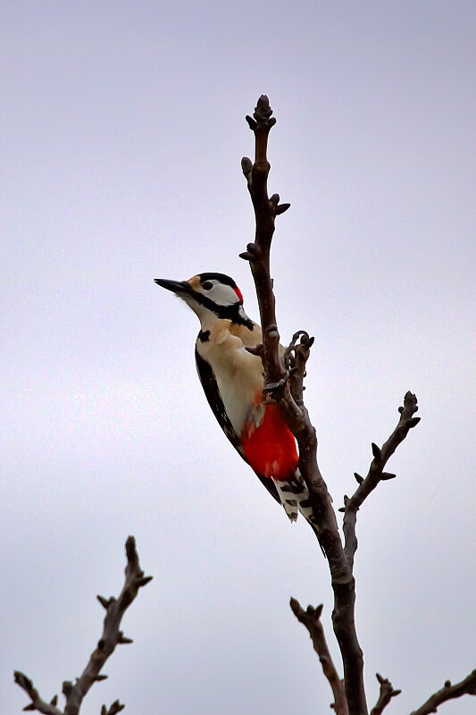 Latin: Dendrocopos major / EN: Great Spotted Woodpecker / PL: Dzięcioł duży