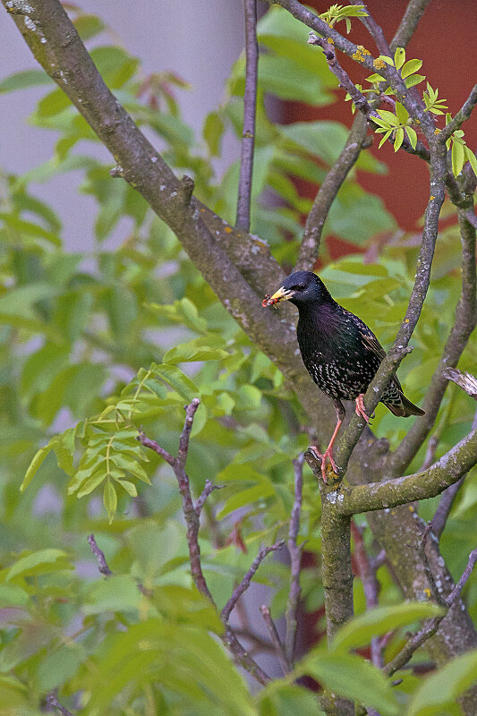 Latin: Sturnus vulgaris / EN: Common Starling / PL: Szpak