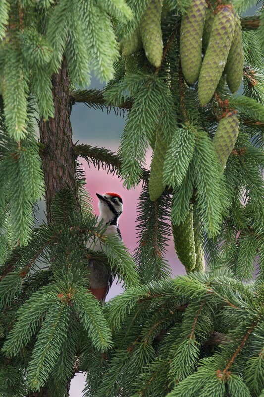 Latin: Dendrocopos major / EN: Great Spotted Woodpecker / PL: Dzięcioł duży