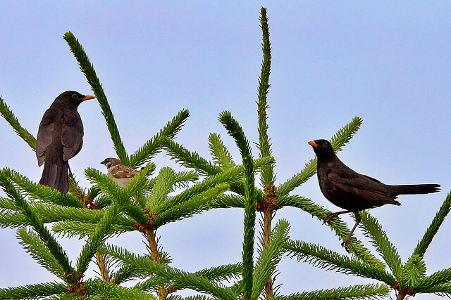 Latin: Turdus merula / EN: Common Blackbird / PL: Kos