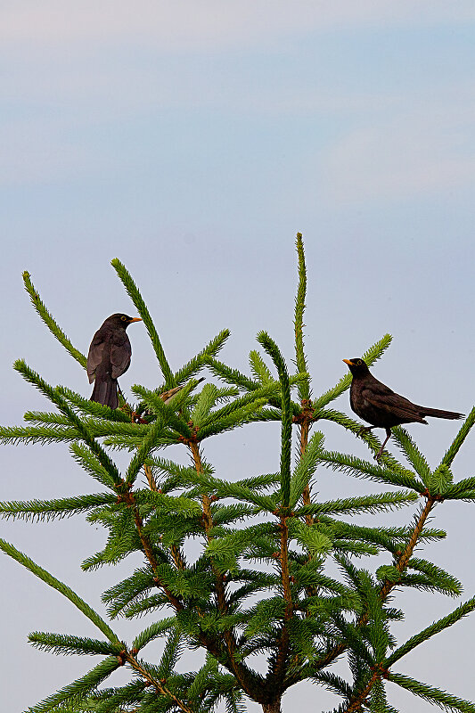 Latin: Turdus merula / EN: Common Blackbird / PL: Kos