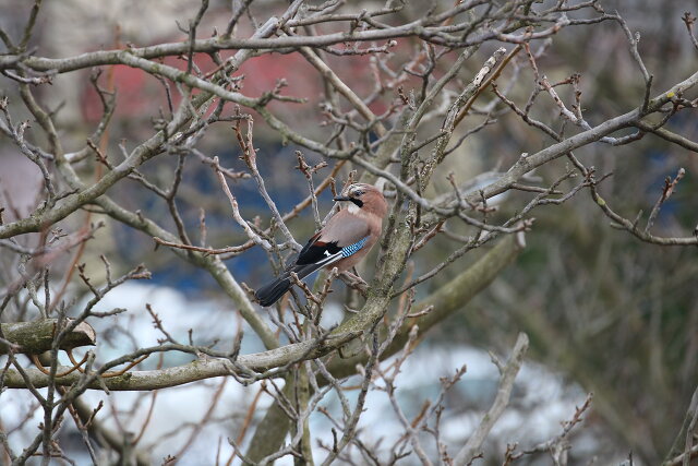 Latin: Garrulus glandarius / EN: Eurasian Jay / PL: Sójka zwyczajna