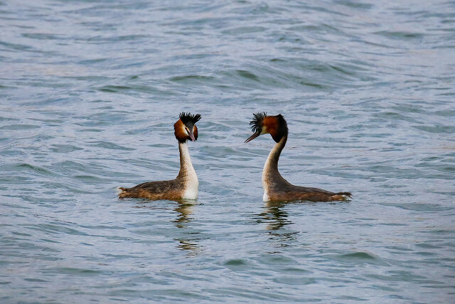 Latin: Podiceps cristatus / EN: Great Crested Grebe / PL: Perkoz dwuczuby