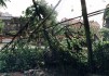 Yup, here are the parts of vanished tree